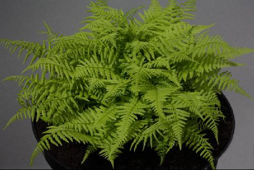 Athyrium filix-femina minutissimum